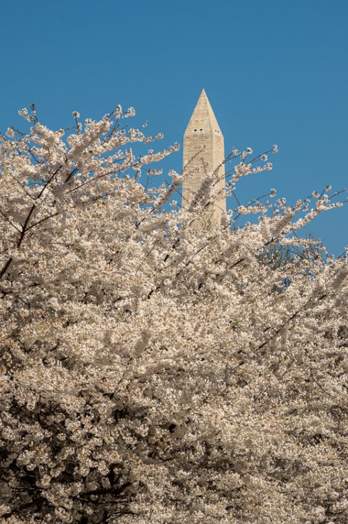 Cherry Blossom Festival in Washington DC