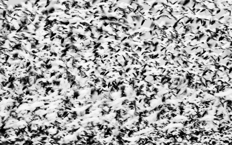 Snow Goose Migration - Slow Shutter Speed