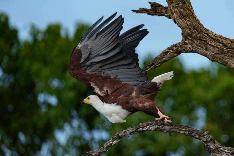 First Post: African Fish Eagle