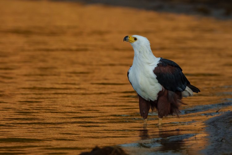 First Post: African Fish Eagle