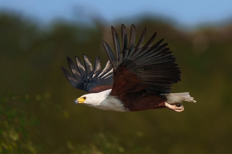 First Post: African Fish Eagle