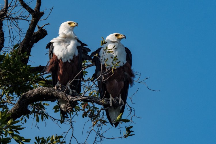 First Post: African Fish Eagle