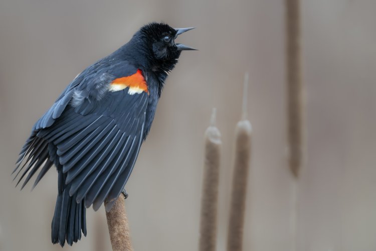 When in Red Winged Blackbird country....