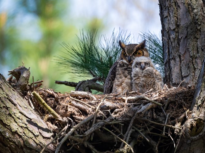 Great Horned Owl and Owlet
