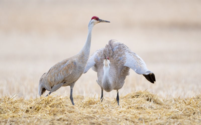 A Tale of Two Sandhills