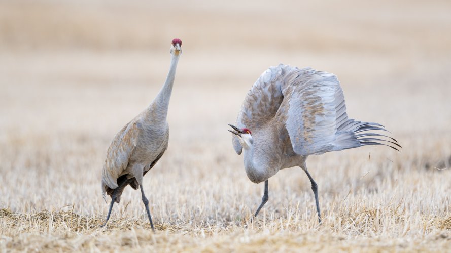 A Tale of Two Sandhills