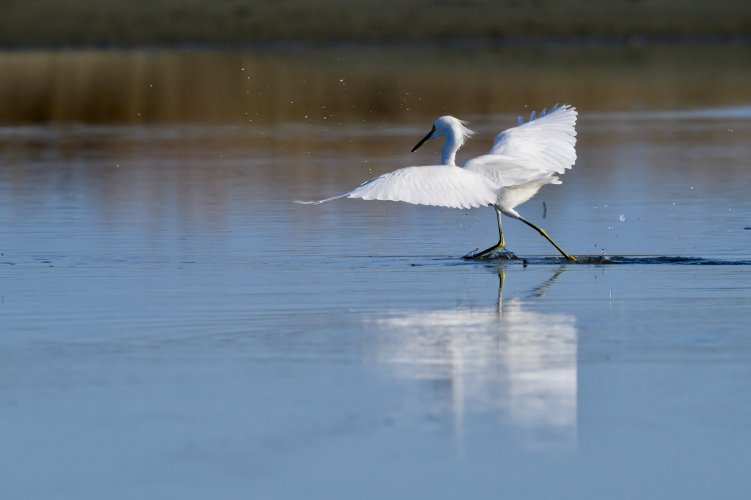 Snowy Egret-.jpeg