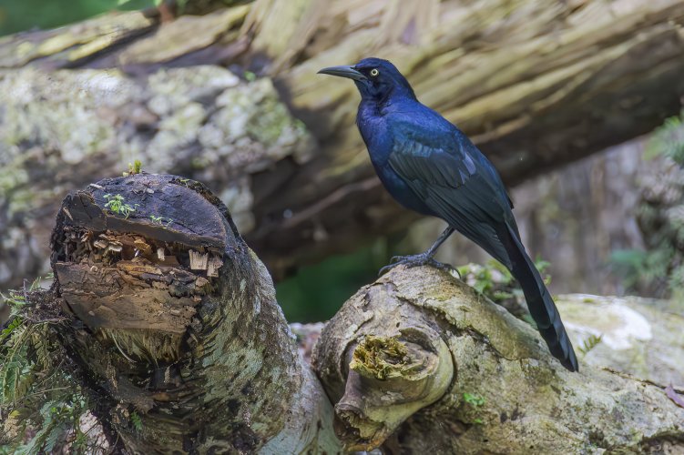 Male and Female Great-tailed Grackles