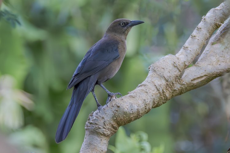 Male and Female Great-tailed Grackles