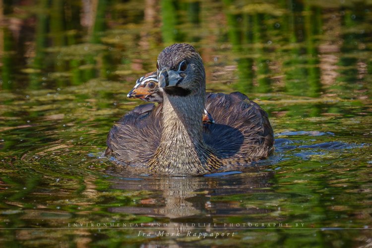 Pied-billed Grebe with her chicks