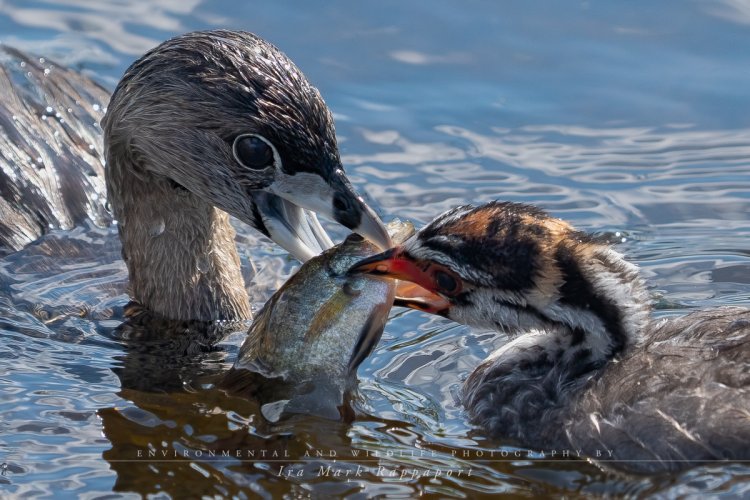 Pied-billed Grebe with her chicks