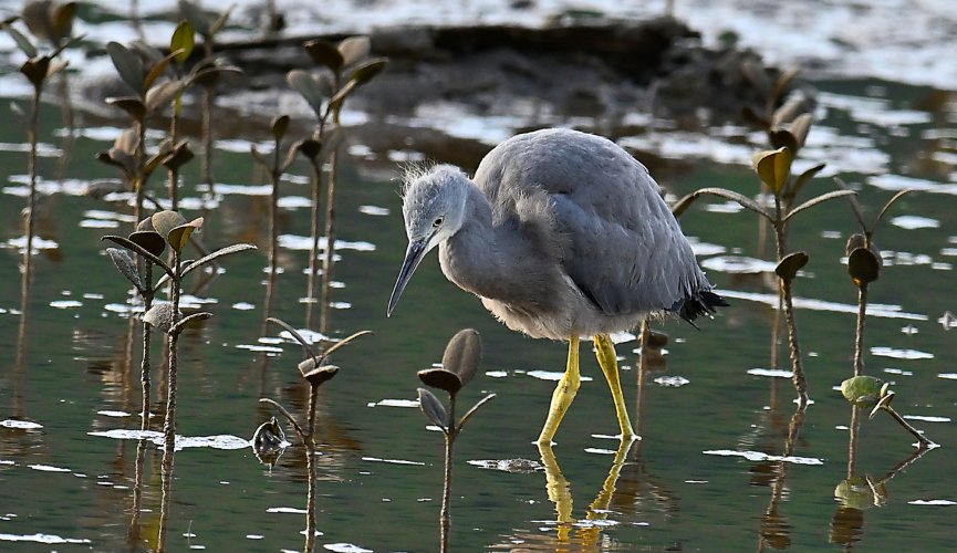 Young White Faced Heron.