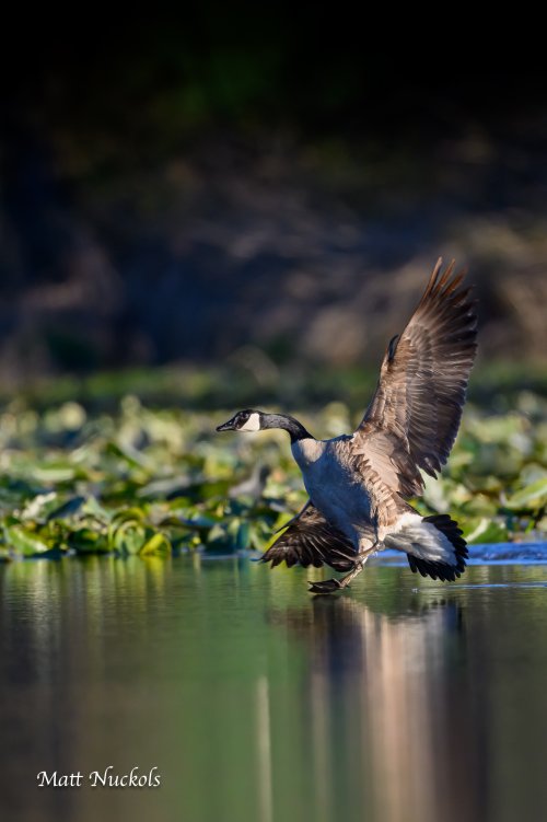 Wood Duck and Canada Goose Landing