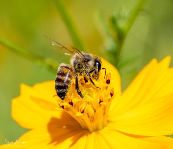 Covered in Pollen