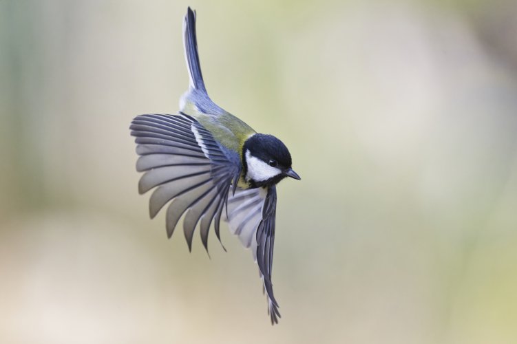 Songbird in flight