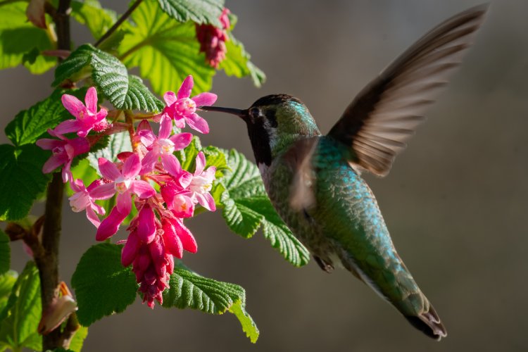 Backlit Blossoms + Interloping Hummingbird