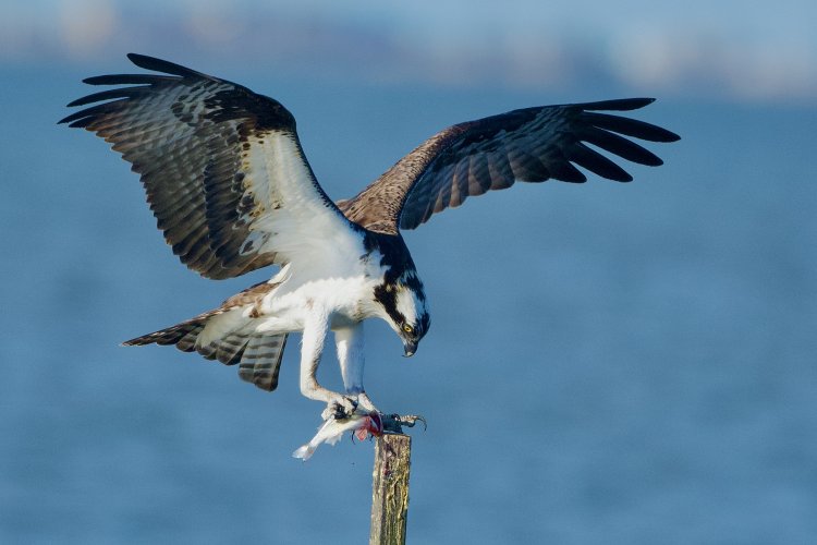 Osprey returning with his Catch