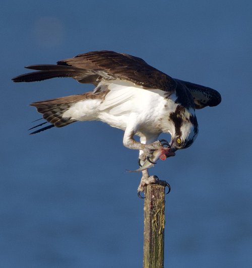 Osprey returning with his Catch
