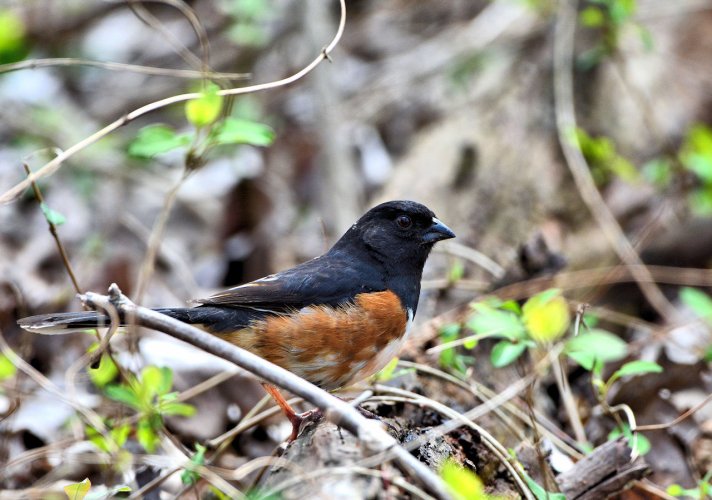 Eastern towhee - first ever photos