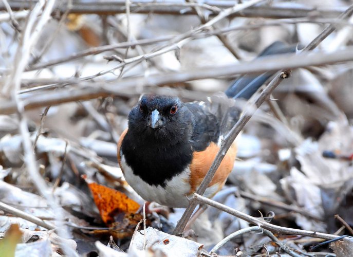 Eastern towhee - first ever photos