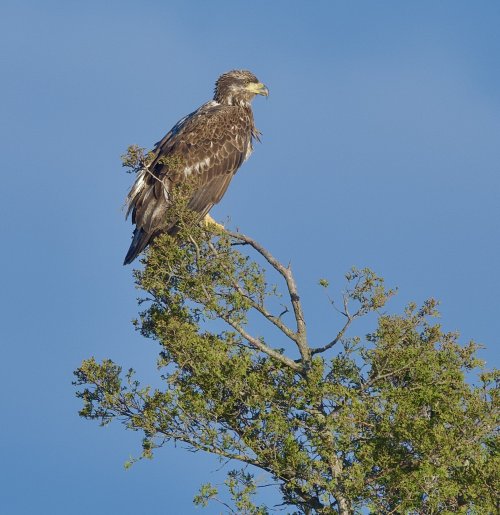 Immature Bald Eagle shots from yesterday-04/07/2024
