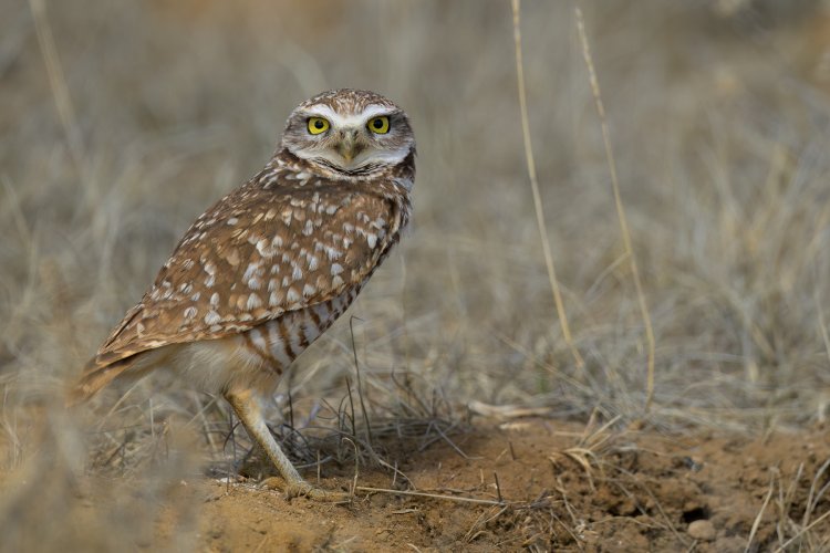 Western Burrowing Owls
