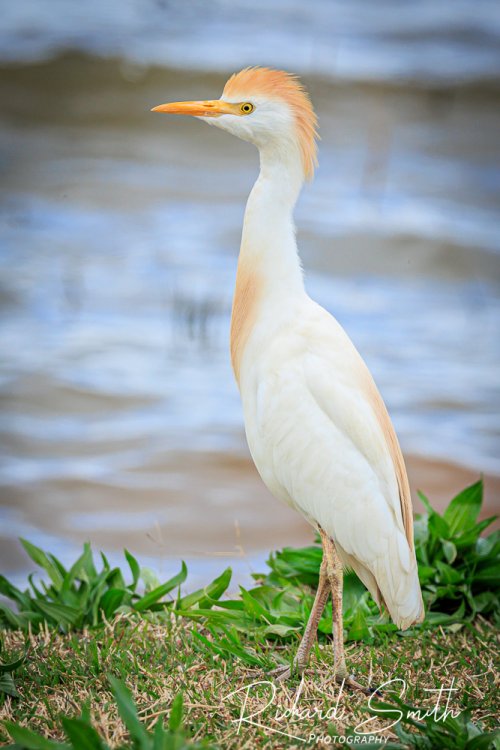 Pretty Little Egret