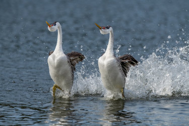 My two best images of "rushing" grebes