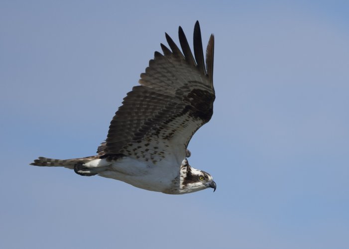 More Ospreys from Sunday 04/07/24
