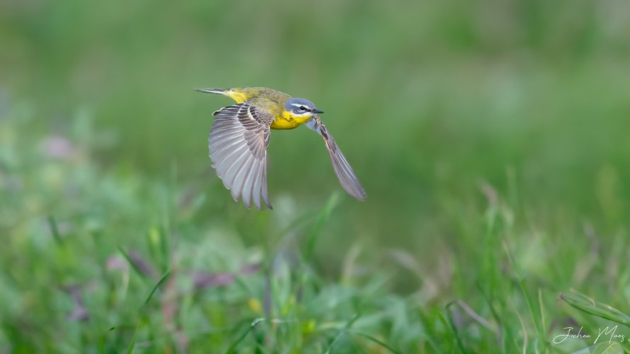 Yellow wagtail flyby