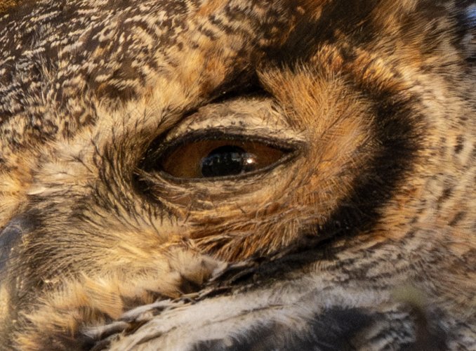 owl-eye.jpg