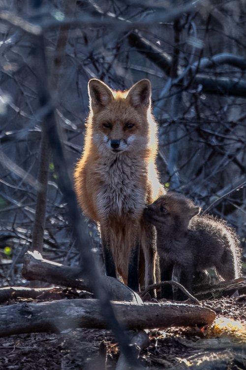 Mom and Kit Fox