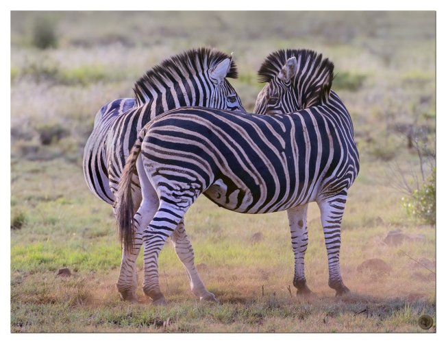 Zebras staring at each other