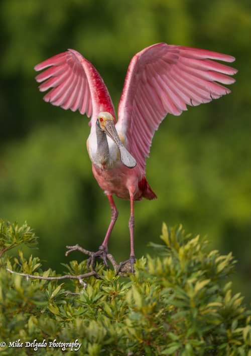 Spoonbill stretching its wings
