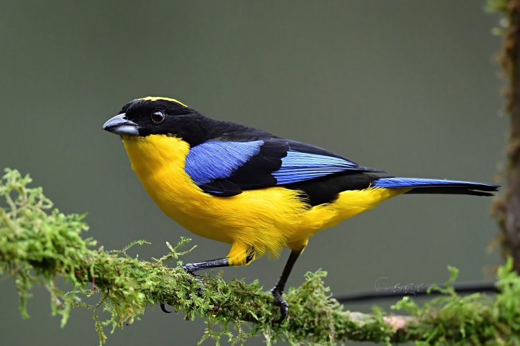Mountain Blue Tanager