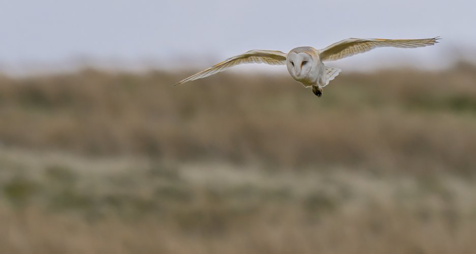 Another Barn Owl Image.