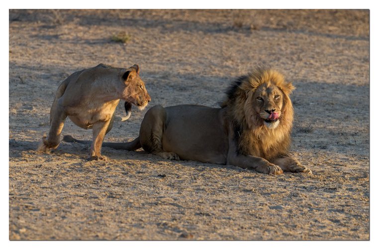 Courting lion couple