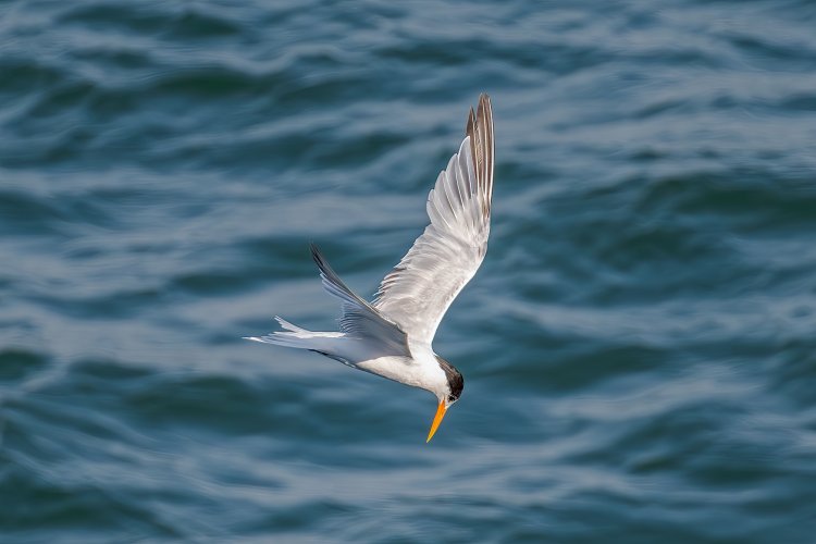 Acrobatic South American Tern