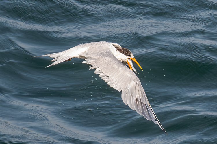 Acrobatic South American Tern