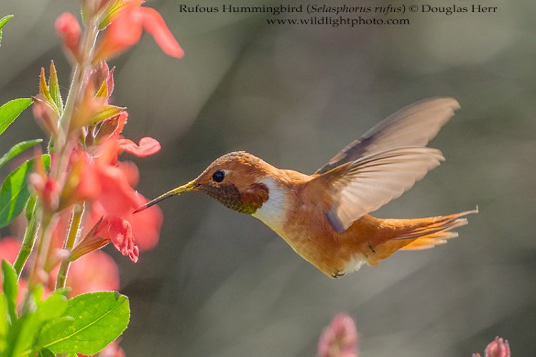 Rufous Hummingbird