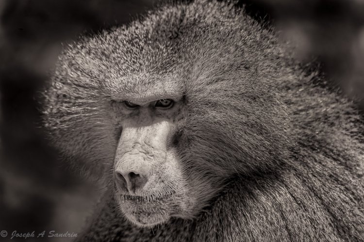 Baboons in B&W