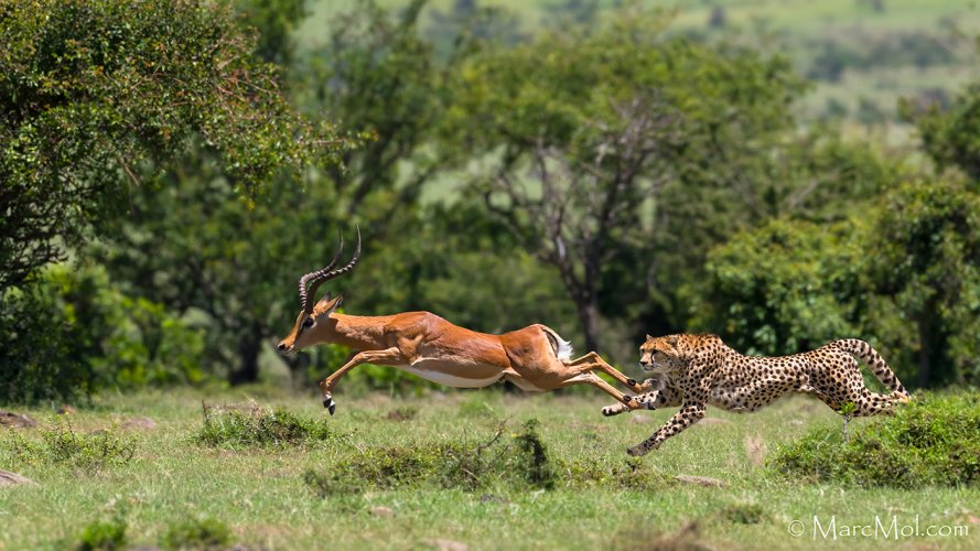 Cheetah brings down a catapulting/flipped Impala Ram.  And why a Z9 & 400TC AND photographer don't always hit the mark.