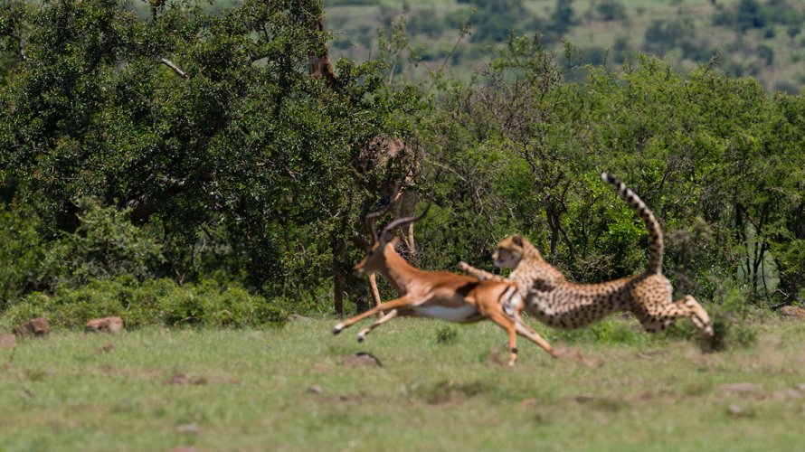Cheetah brings down a catapulting/flipped Impala Ram.  And why a Z9 & 400TC AND photographer don't always hit the mark.