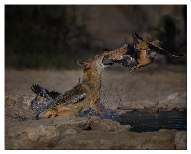 Black-backed Jackal trying to snap a sandgrouse in the air