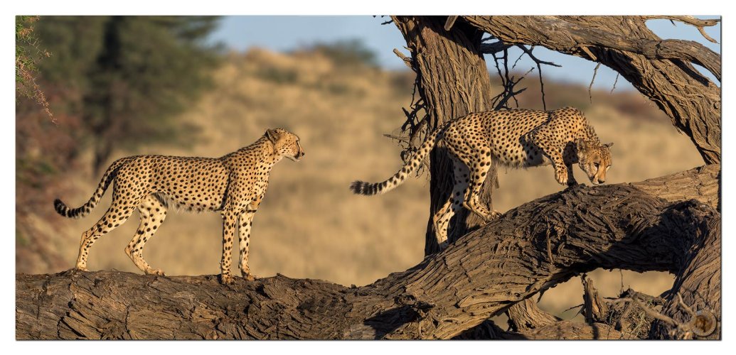 Cheetahs on a dead tree branch