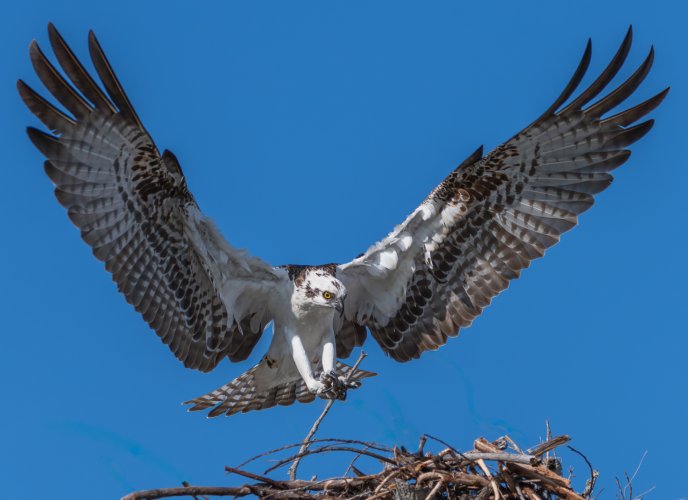Osprey gathering material for her nest