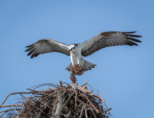 Osprey gathering material for her nest
