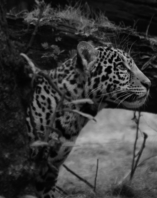 Sold My First Set Of Prints (Jag Cub)