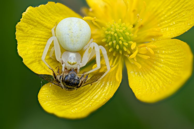 Garden Safari: Flower crab spider (Misumena vatia)