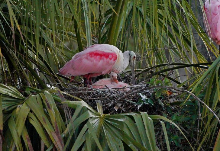 Roseate Spoonbill nest
